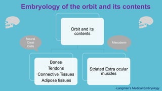 Embryology of the orbit and its contents
Orbit and its
contents
Bones
Tendons
Connective Tissues
Adipose tissues
Striated Extra ocular
muscles
Neural
Crest
Cells
Mesoderm
-Langman’s Medical Embryology
 