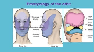 Embryology of the orbit
 Neural crest cells that expands to form :
• Fronto-nasal Process
• Maxillary Process
 Lateral nasal process and Maxillary process
Gives Inferior , Medial and Lateral orbital
walls
 Capsule of the Forebrain forms the Roof of
the orbit
 