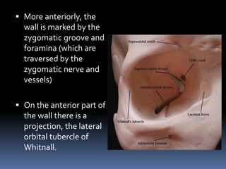  More anteriorly, the
wall is marked by the
zygomatic groove and
foramina (which are
traversed by the
zygomatic nerve and
vessels)
 On the anterior part of
the wall there is a
projection, the lateral
orbital tubercle of
Whitnall.
 