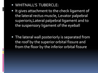  WHITNALL’S TUBERCLE:
 It gives attachment to the check ligament of
the lateral rectus muscle, Levator palpebral
superioris,Lateral palpebral ligament and to
the suspensory ligament of the eyeball
 The lateral wall posteriorly is separated from
the roof by the superior orbital fissure and
from the floor by the inferior orbital fissure
 