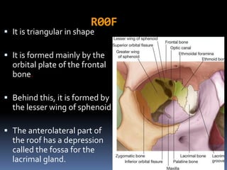 R00F
 It is triangular in shape
 It is formed mainly by the
orbital plate of the frontal
bone.
 Behind this, it is formed by
the lesser wing of sphenoid.
 The anterolateral part of
the roof has a depression
called the fossa for the
lacrimal gland.
 