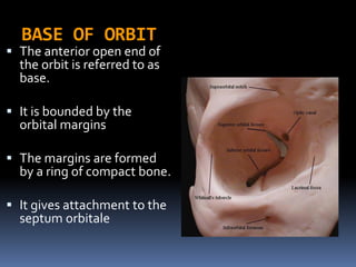 BASE OF ORBIT
 The anterior open end of
the orbit is referred to as
base.
 It is bounded by the
orbital margins
 The margins are formed
by a ring of compact bone.
 It gives attachment to the
septum orbitale
 