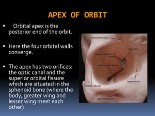 APEX OF ORBIT
 Orbital apex is the
posterior end of the orbit.
 Here the four orbital walls
converge.
 The apex has two orifices:
the optic canal and the
superior orbital fissure
which are situated in the
sphenoid bone (where the
body, greater wing and
lesser wing meet each
other)
 