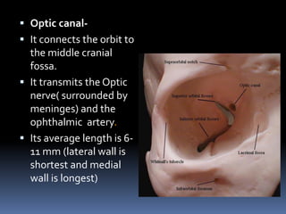  Optic canal-
 It connects the orbit to
the middle cranial
fossa.
 It transmits the Optic
nerve( surrounded by
meninges) and the
ophthalmic artery.
 Its average length is 6-
11 mm (lateral wall is
shortest and medial
wall is longest)
 