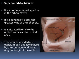  Superior orbital fissure-
 It is a comma shaped aperture
in the orbital cavity.
 It is bounded by lesser and
greater wing of the sphenoid.
 It is situated lateral to the
optic foramen at the orbital
apex.
 The fissure is divided into
upper, middle and lower parts
by the common tendinous
ring (for origin of the recti).
 