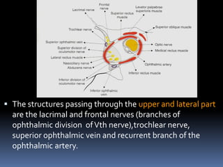  The structures passing through the upper and lateral part
are the lacrimal and frontal nerves (branches of
ophthalmic division ofVth nerve),trochlear nerve,
superior ophthalmic vein and recurrent branch of the
ophthalmic artery.
 