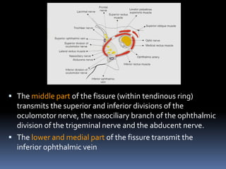  The middle part of the fissure (within tendinous ring)
transmits the superior and inferior divisions of the
oculomotor nerve, the nasociliary branch of the ophthalmic
division of the trigeminal nerve and the abducent nerve.
 The lower and medial part of the fissure transmit the
inferior ophthalmic vein
 