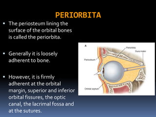 PERIORBITA
 The periosteum lining the
surface of the orbital bones
is called the periorbita.
 Generally it is loosely
adherent to bone.
 However, it is firmly
adherent at the orbital
margin, superior and inferior
orbital fissures, the optic
canal, the lacrimal fossa and
at the sutures.
 