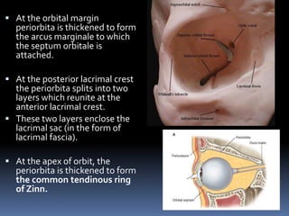  At the orbital margin
periorbita is thickened to form
the arcus marginale to which
the septum orbitale is
attached.
 At the posterior lacrimal crest
the periorbita splits into two
layers which reunite at the
anterior lacrimal crest.
 These two layers enclose the
lacrimal sac (in the form of
lacrimal fascia).
 At the apex of orbit, the
periorbita is thickened to form
the common tendinous ring
of Zinn.
 