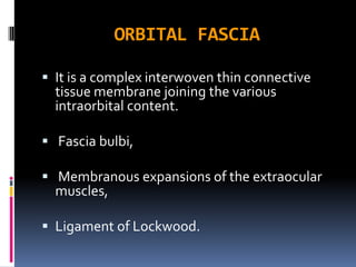 ORBITAL FASCIA
 It is a complex interwoven thin connective
tissue membrane joining the various
intraorbital content.
 Fascia bulbi,
 Membranous expansions of the extraocular
muscles,
 Ligament of Lockwood.
 