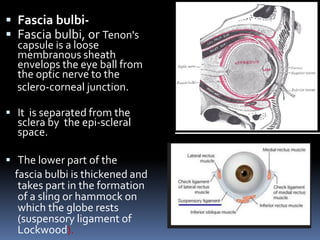  Fascia bulbi-
 Fascia bulbi, or Tenon's
capsule is a loose
membranous sheath
envelops the eye ball from
the optic nerve to the
sclero-corneal junction.
 It is separated from the
sclera by the epi-scleral
space.
 The lower part of the
fascia bulbi is thickened and
takes part in the formation
of a sling or hammock on
which the globe rests
(suspensory ligament of
Lockwood).
 
