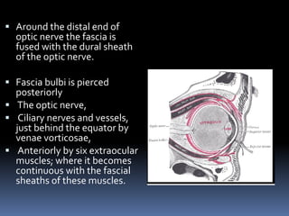 Around the distal end of
optic nerve the fascia is
fused with the dural sheath
of the optic nerve.
 Fascia bulbi is pierced
posteriorly
 The optic nerve,
 Ciliary nerves and vessels,
just behind the equator by
venae vorticosae,
 Anteriorly by six extraocular
muscles; where it becomes
continuous with the fascial
sheaths of these muscles.
 