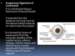  Suspensory ligament of
Lockwood-
It is a thickened sling or
hammock of fascial sheath
It extends from the
posterior lacrimal crest to
the lateral orbital tubercle,
on which rests the eyebal.
It is formed by fusion of
expansions from the
muscular sheaths of the
medial rectus, inferior
oblique, inferior rectus and
lateral rectus muscle
joined with the thickened
inferior part ofTenon's
capsule.
 