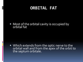 ORBITAL FAT
 Most of the orbital cavity is occupied by
orbital fat
 Which extends from the optic nerve to the
orbital wall and from the apex of the orbit to
the septum orbitale.
 