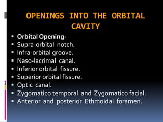 OPENINGS INTO THE ORBITAL
CAVITY
 Orbital Opening-
 Supra-orbital notch.
 Infra-orbital groove.
 Naso-lacrimal canal.
 Inferior orbital fissure.
 Superior orbital fissure.
 Optic canal.
 Zygomatico temporal and Zygomatico facial.
 Anterior and posterior Ethmoidal foramen.
 