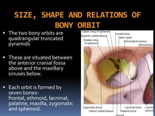 SIZE, SHAPE AND RELATIONS OF
BONY ORBIT
 The two bony orbits are
quadrangular truncated
pyramids
 These are situated between
the anterior cranial fossa
above and the maxillary
sinuses below.
 Each orbit is formed by
seven bones-
frontal, ethmoid, lacrimal,
palatine, maxilla, zygomatic
and sphenoid.
 