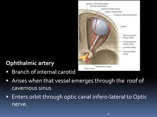 Ophthalmic artery
 Branch of internal carotid
 Arises when that vessel emerges through the roof of
cavernous sinus
 Enters orbit through optic canal infero-lateral to Optic
nerve.
34
 