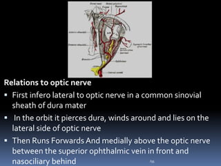 Relations to optic nerve
 First infero lateral to optic nerve in a common sinovial
sheath of dura mater
 In the orbit it pierces dura, winds around and lies on the
lateral side of optic nerve
 Then Runs Forwards And medially above the optic nerve
between the superior ophthalmic vein in front and
nasociliary behind .I35
 