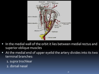  In the medial wall of the orbit it lies between medial rectus and
superior oblique muscles
 At the medial end of upper eyelid the artery divides into its two
terminal branches:
1. supra trochlear
2. dorsal nasal
36
 