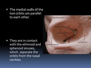  The medial walls of the
two orbits are parallel
to each other.
 They are in contact
with the ethmoid and
sphenoid sinuses,
which separate the
orbits from the nasal
cavities.
 