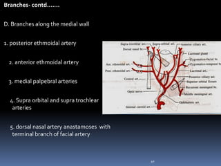 Branches- contd…….
D. Branches along the medial wall
1. posterior ethmoidal artery
2. anterior ethmoidal artery
3. medial palpebral arteries
4. Supra orbital and supra trochlear
arteries
5. dorsal nasal artery anastamoses with
terminal branch of facial artery
40
 