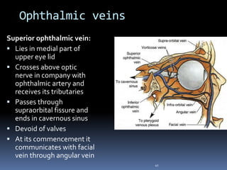 Ophthalmic veins
41
Superior ophthalmic vein:
 Lies in medial part of
upper eye lid
 Crosses above optic
nerve in company with
ophthalmic artery and
receives its tributaries
 Passes through
supraorbital fissure and
ends in cavernous sinus
 Devoid of valves
 At its commencement it
communicates with facial
vein through angular vein
 