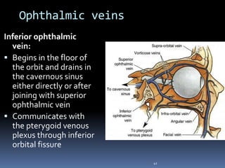Ophthalmic veins
42
Inferior ophthalmic
vein:
 Begins in the floor of
the orbit and drains in
the cavernous sinus
either directly or after
joining with superior
ophthalmic vein
 Communicates with
the pterygoid venous
plexus through inferior
orbital fissure
 