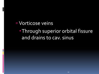  Vorticose veins
Through superior orbital fissure
and drains to cav. sinus
43
 