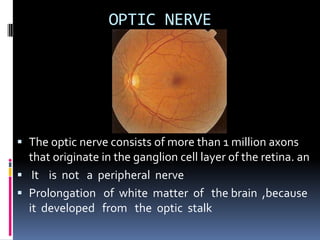 OPTIC NERVE
 The optic nerve consists of more than 1 million axons
that originate in the ganglion cell layer of the retina. an
 It is not a peripheral nerve
 Prolongation of white matter of the brain ,because
it developed from the optic stalk
 