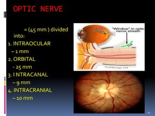 OPTIC NERVE
= (45 mm ) divided
into:
1. INTRAOCULAR
– 1 mm
2. ORBITAL
- 25 mm
3. I NTRACANAL
– 9 mm
4. INTRACRANIAL
– 10 mm
47
 