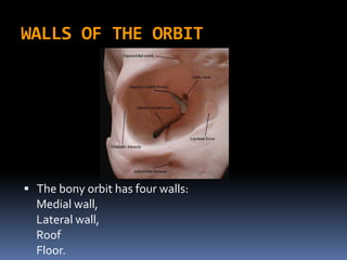 WALLS OF THE ORBIT
 The bony orbit has four walls:
Medial wall,
Lateral wall,
Roof
Floor.
 