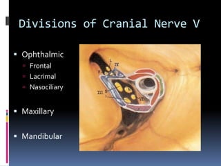 Divisions of Cranial Nerve V
 Ophthalmic
 Frontal
 Lacrimal
 Nasociliary
 Maxillary
 Mandibular
 