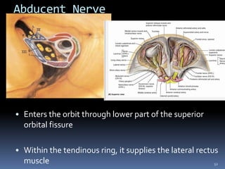 Abducent Nerve
• Enters the orbit through lower part of the superior
orbital fissure
• Within the tendinous ring, it supplies the lateral rectus
muscle 52
 