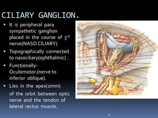  It is peripheral para
sympathetic ganglion
placed in the course of 3rd
nerve(NASO CILIARY)
 Topographically connected
to nasociliary(ophthalmic) .
 Functionally-
Oculomotor.(nerve to
inferior oblique).
 Lies in the apex(2mm)
of the orbit between optic
nerve and the tendon of
lateral rectus muscle.
53
CILIARY GANGLION.
 
