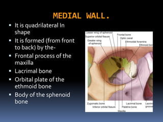 MEDIAL WALL.
 It is quadrilateral In
shape
 It is formed (from front
to back) by the-
 Frontal process of the
maxilla
 Lacrimal bone
 Orbital plate of the
ethmoid bone
 Body of the sphenoid
bone
 