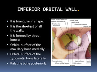 INFERIOR ORBITAL WALL.
 It is triangular in shape.
 It is the shortest of all
the walls.
 It is formed by three
bones:
 Orbital surface of the
maxillary bone medially
 Orbital surface of the
zygomatic bone laterally
 Palatine bone posteriorly
 
