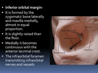  Inferior orbital margin-
 It is formed by the
zygomatic bone laterally
and maxilla medially,
almost in equal
proportion.
 It is slightly raised than
the floor.
 Medially it becomes
continuous with the
anterior lacrimal crest.
 The infraorbital foramen
transmitting infraorbital
nerves and vessels.
 