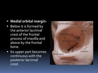  Medial orbital margin-
 Below it is formed by
the anterior lacrimal
crest of the frontal
process of maxilla and
above by the frontal
bone.
 Its upper part becomes
continuous with the
posterior lacrimal
crest.
 