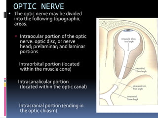 OPTIC NERVE
 The optic nerve may be divided
into the following topographic
areas.
 Intraocular portion of the optic
nerve: optic disc, or nerve
head; prelaminar; and laminar
portions
Intraorbital portion (located
within the muscle cone)
Intracanalicular portion
(located within the optic canal)
Intracranial portion (ending in
the optic chiasm)
 