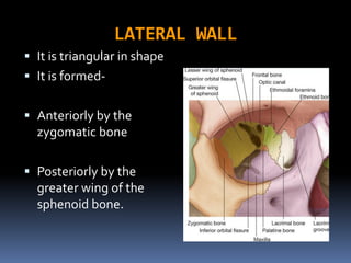 LATERAL WALL
 It is triangular in shape
 It is formed-
 Anteriorly by the
zygomatic bone
 Posteriorly by the
greater wing of the
sphenoid bone.
 