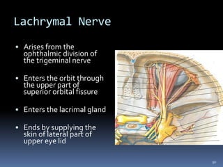 Lachrymal Nerve
• Arises from the
ophthalmic division of
the trigeminal nerve
• Enters the orbit through
the upper part of
superior orbital fissure
• Enters the lacrimal gland
• Ends by supplying the
skin of lateral part of
upper eye lid
90
 