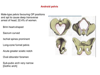 Bony pelvis | PPTX