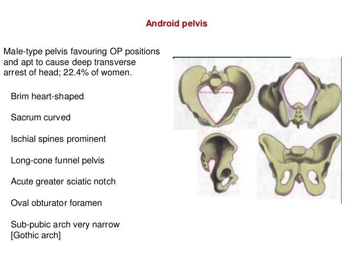 Bony pelvis