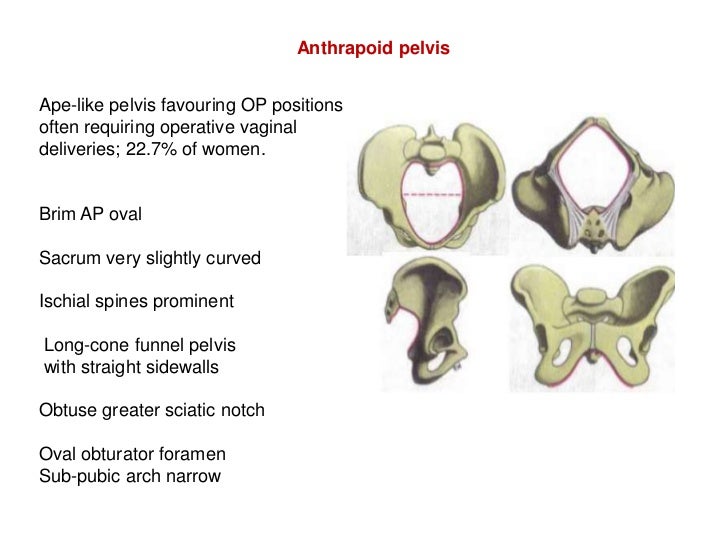Bony pelvis