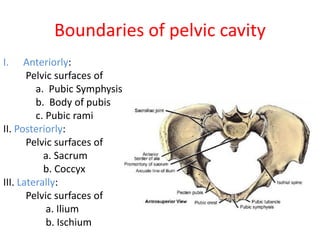 Boundaries of pelvic cavity
I. Anteriorly:
Pelvic surfaces of
a. Pubic Symphysis
b. Body of pubis
c. Pubic rami
II. Posteriorly:
Pelvic surfaces of
a. Sacrum
b. Coccyx
III. Laterally:
Pelvic surfaces of
a. Ilium
b. Ischium
 