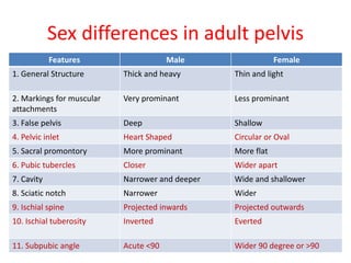 Sex differences in adult pelvis
Features Male Female
1. General Structure Thick and heavy Thin and light
2. Markings for muscular
attachments
Very prominant Less prominant
3. False pelvis Deep Shallow
4. Pelvic inlet Heart Shaped Circular or Oval
5. Sacral promontory More prominant More flat
6. Pubic tubercles Closer Wider apart
7. Cavity Narrower and deeper Wide and shallower
8. Sciatic notch Narrower Wider
9. Ischial spine Projected inwards Projected outwards
10. Ischial tuberosity Inverted Everted
11. Subpubic angle Acute <90 Wider 90 degree or >90
 
