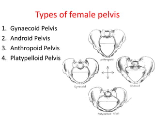 Types of female pelvis
1. Gynaecoid Pelvis
2. Android Pelvis
3. Anthropoid Pelvis
4. Platypelloid Pelvis
 