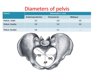 Diameters of pelvis
 