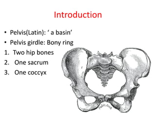 Introduction
• Pelvis(Latin): ‘ a basin’
• Pelvis girdle: Bony ring
1. Two hip bones
2. One sacrum
3. One coccyx
 