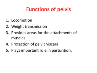Functions of pelvis
1. Locomotion
2. Weight transmission
3. Provides areas for the attachments of
muscles
4. Protection of pelvic viscera
5. Plays important role in parturition.
 